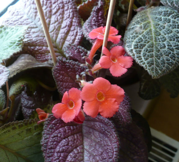 P1460714 - Episcia 2013