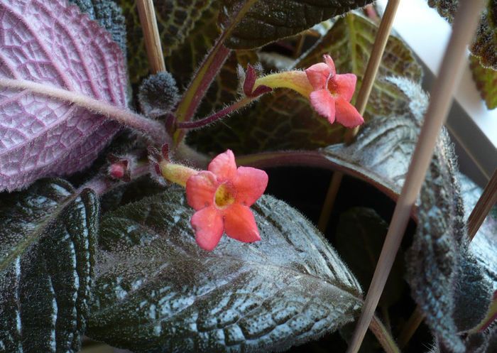 P1460718 - Episcia 2013