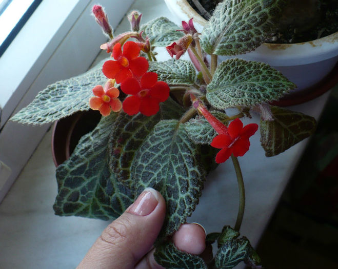 P1460723 - Episcia 2013