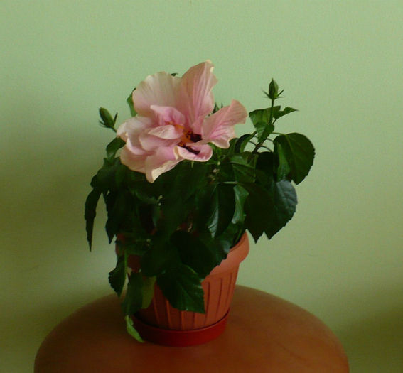 P1460590 - hibiscusi 2013