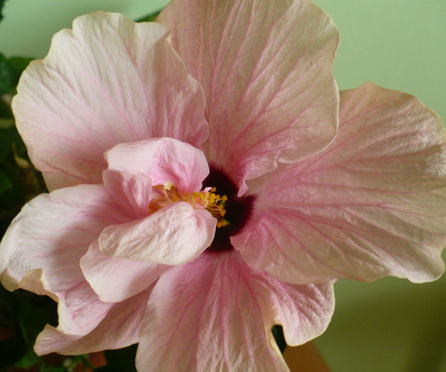 P1460586 - hibiscusi 2013