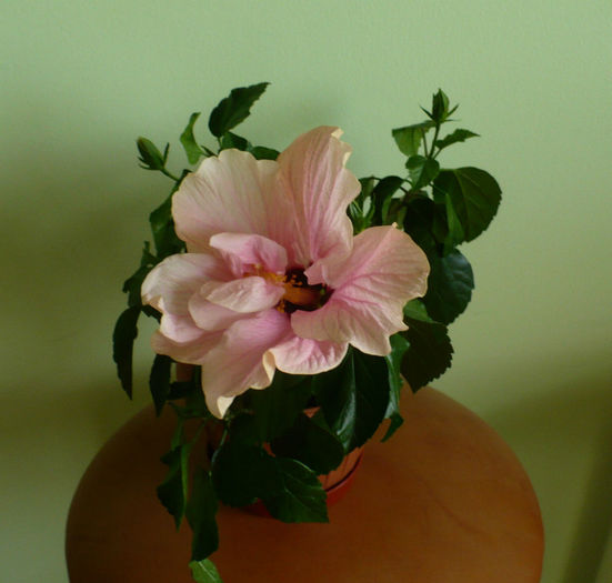 P1460591 - hibiscusi 2013