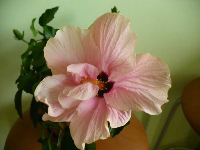 P1460592 - hibiscusi 2013