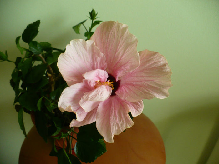 P1460593 - hibiscusi 2013
