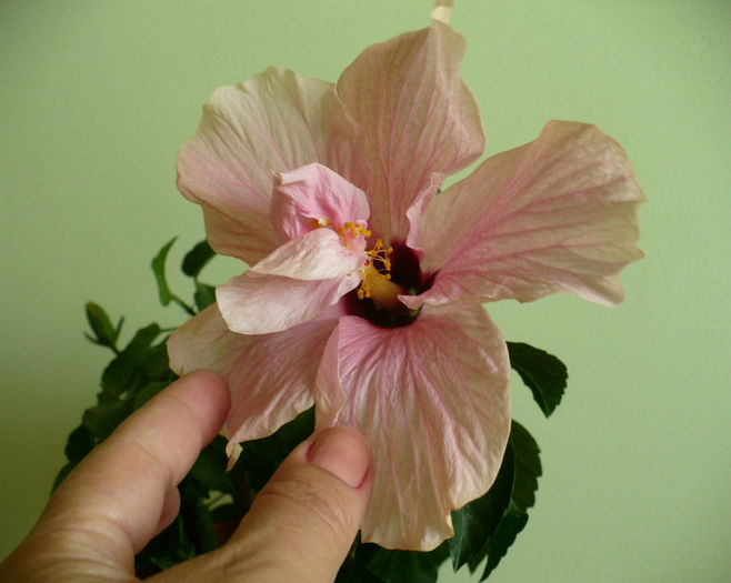 P1460595 - hibiscusi 2013