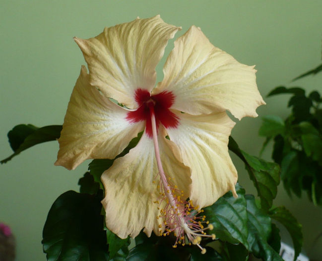 P1460727 - hibiscusi 2013