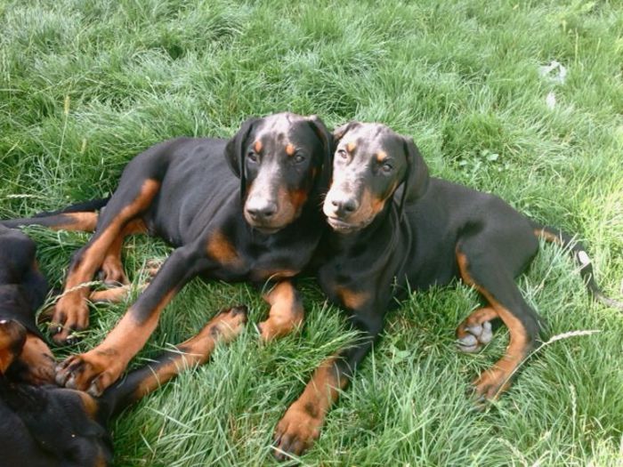 la 3 luni au 15 kg - Pui Dobermann - vanduti