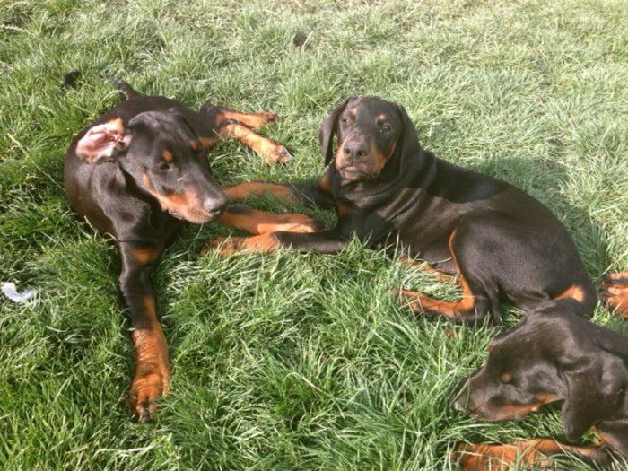 dobermanii la 3 luni