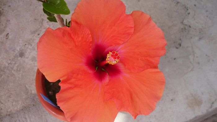 Picture 6008 - x 2013 hibiscus rosa sinesis 2