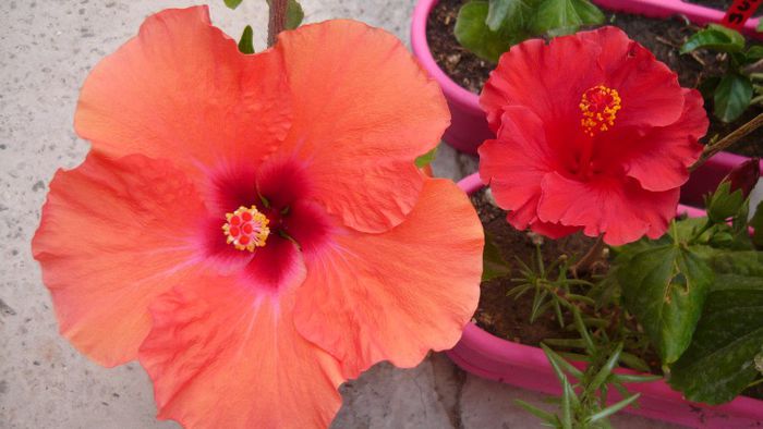 Picture 6009 - x 2013 hibiscus rosa sinesis 2