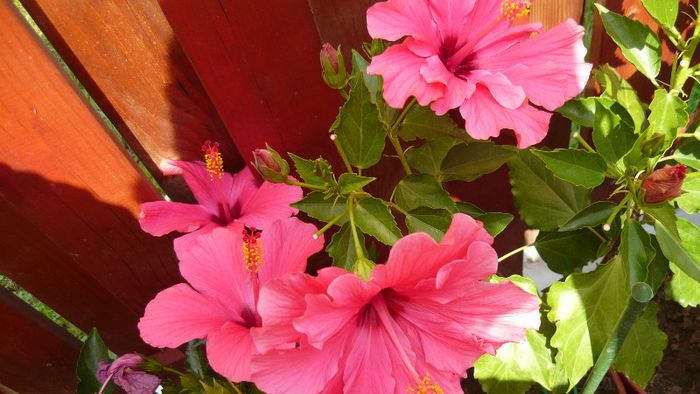 Picture 6010 - x 2013 hibiscus rosa sinesis 2