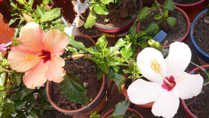 Picture 6012 - x 2013 hibiscus rosa sinesis 2