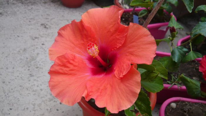 Picture 6033 - x 2013 hibiscus rosa sinesis 2