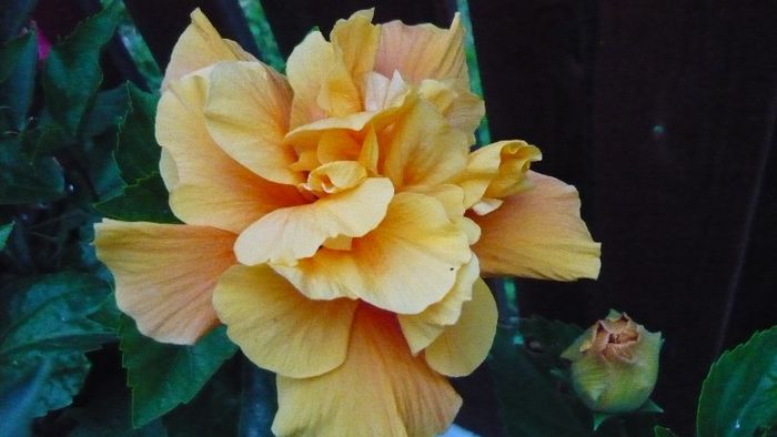 Picture 6108