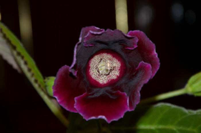 Bordo 2
