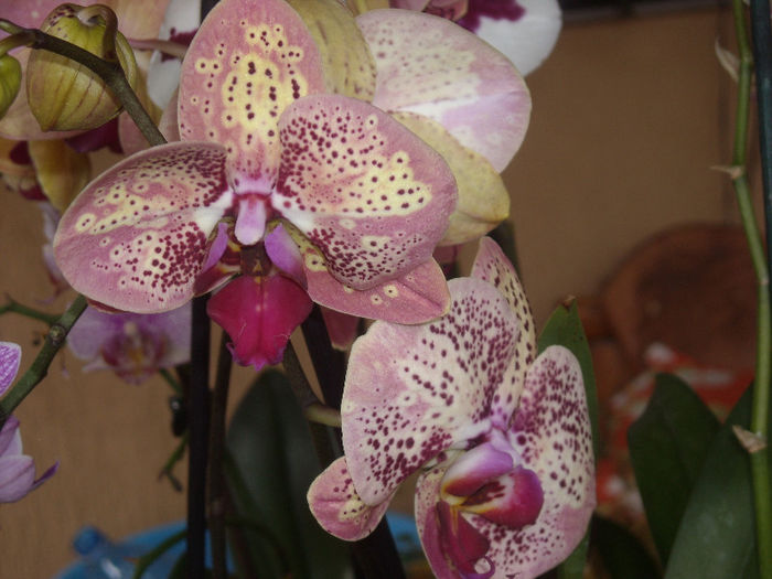 Phalaenopsis Wild Peaches
