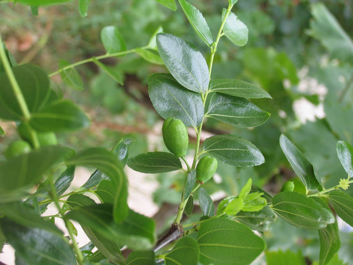 Fructe de jujube, soiul Lang 4 - 6a- La sfarsit de iulie - 2013