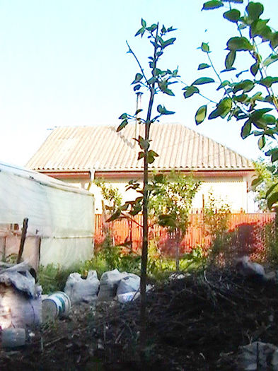 Paulownia 20 aprilie 2013 - Arborele Printesei-Paulownia tomentosa