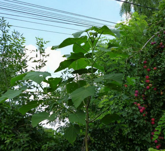 Paulownia 3.07.2013. - Arborele Printesei-Paulownia tomentosa