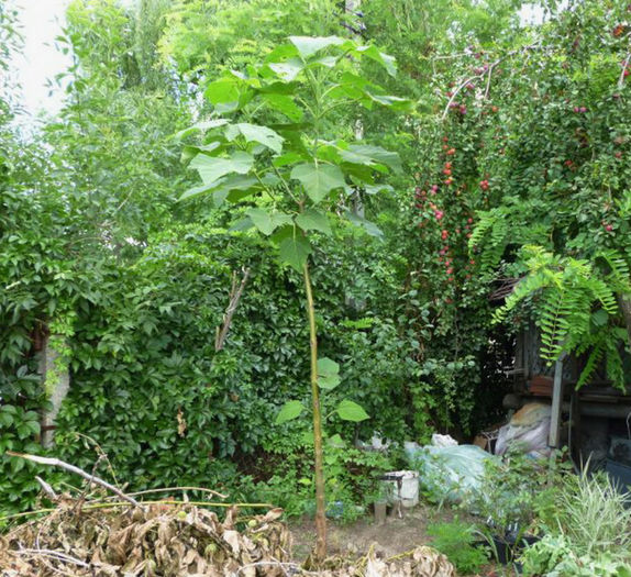 Paulownia 3.07.2013 - Arborele Printesei-Paulownia tomentosa