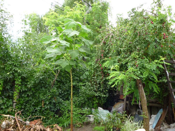 Paulownia 6.07.2013 - Arborele Printesei-Paulownia tomentosa