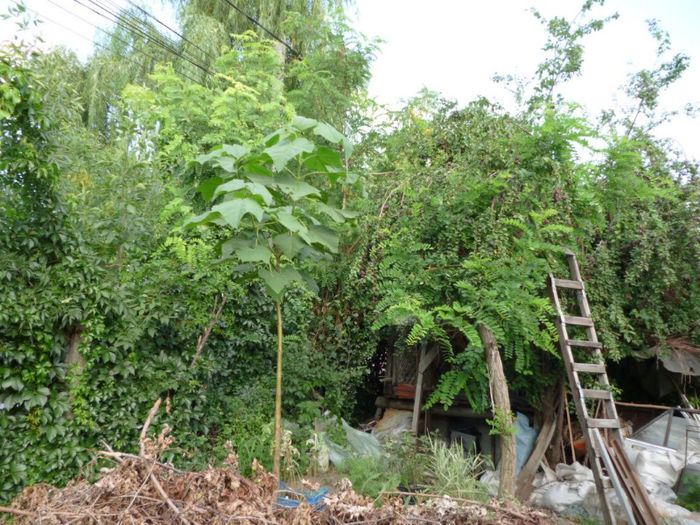 Paulownia 14.07.2013 - Arborele Printesei-Paulownia tomentosa