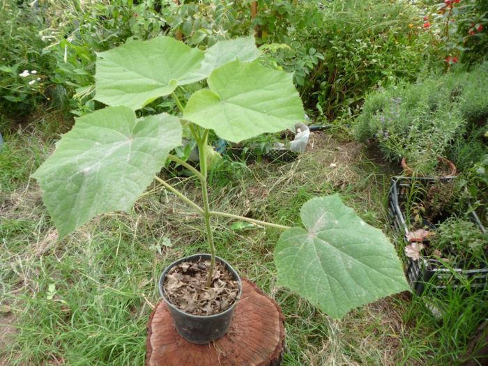 Paulownia la ghiveci 21.07.2013 - Arborele Printesei-Paulownia tomentosa