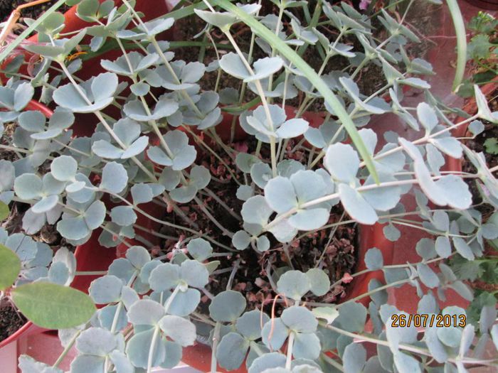 IMG_6510 - Florile mele in iulie