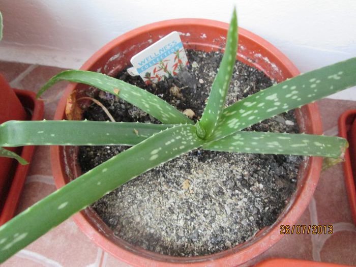 IMG_6508 - Florile mele in iulie