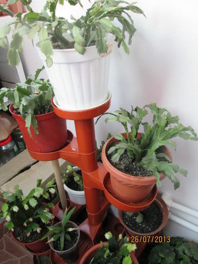 IMG_6509 - Florile mele in iulie