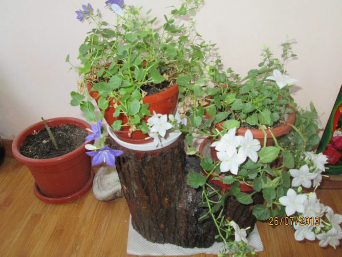 IMG_6511 - Florile mele in iulie