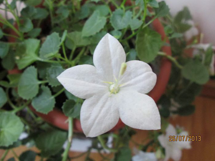 IMG_6523 - Florile mele in iulie