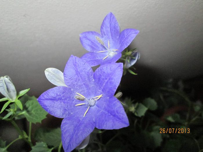 IMG_6521 - Florile mele in iulie