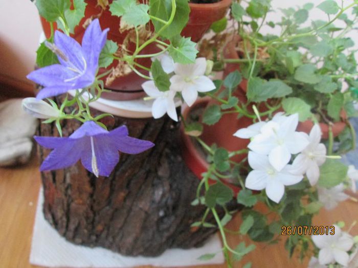 IMG_6520 - Florile mele in iulie