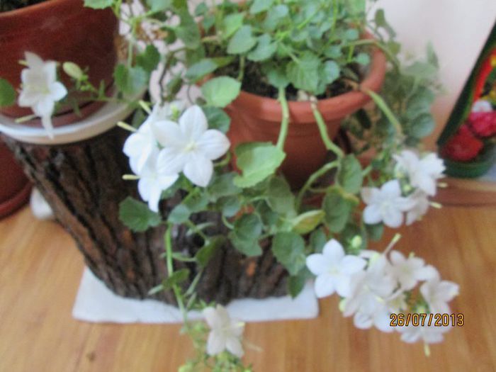 IMG_6518 - Florile mele in iulie