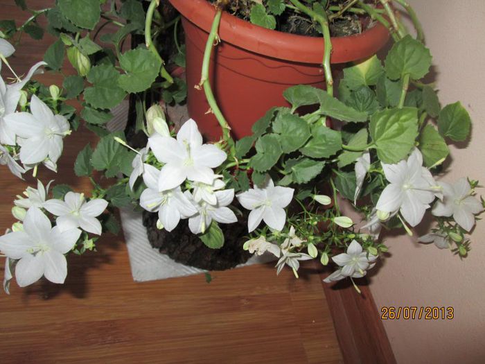 IMG_6517 - Florile mele in iulie