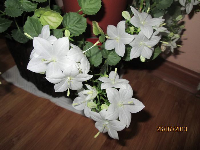 IMG_6516 - Florile mele in iulie