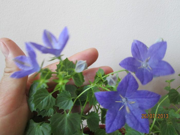 IMG_6514 - Florile mele in iulie