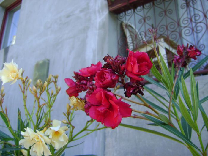 DSC00813 - leandru 2013