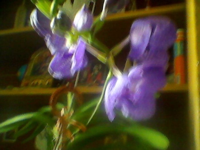 Photo-0326 - vanda de la irina 2013