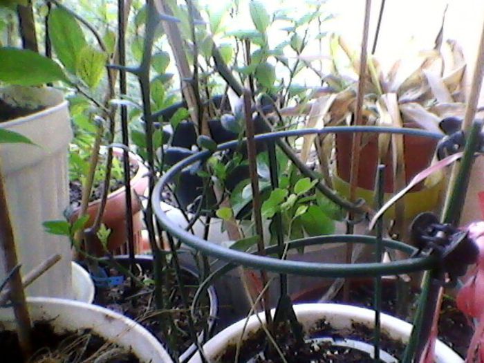 Photo-0133 - orhidee 2013
