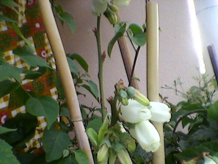 Photo-0134