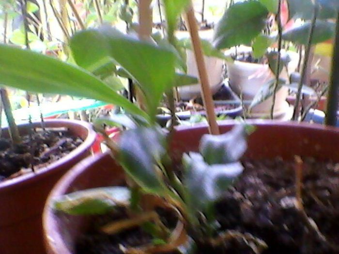 Photo-0136 - orhidee 2013