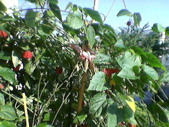 Photo-0139