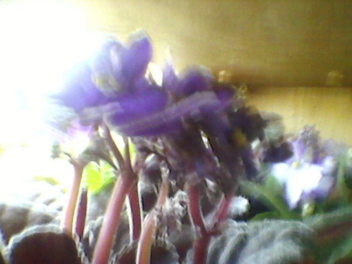 Photo-0161