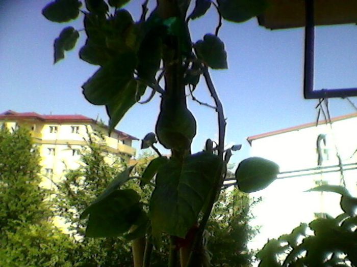 Photo-0174