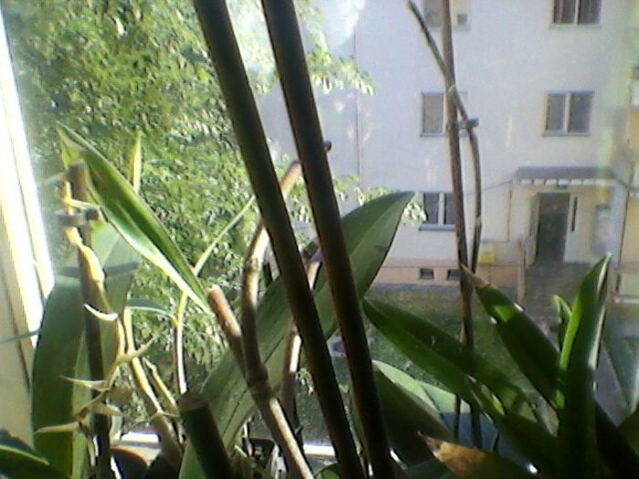 Photo-0185 - orhidee 2013