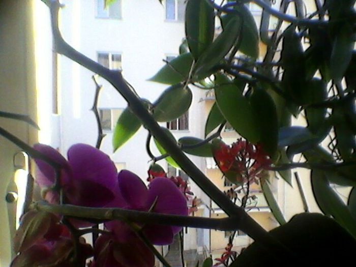 Photo-0186 - orhidee 2013
