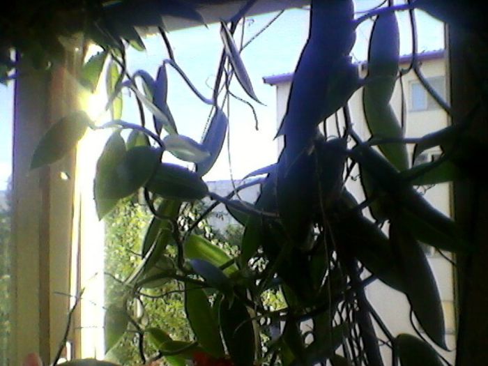 Photo-0188 - orhidee 2013