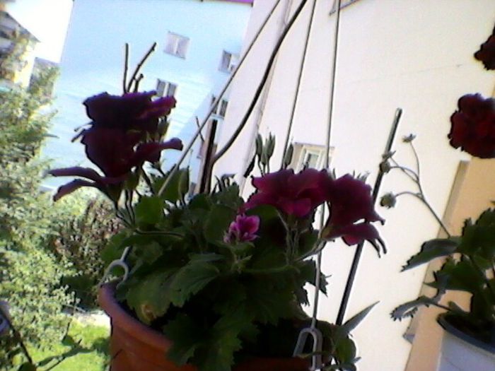 Photo-0234 - orhidee 2013